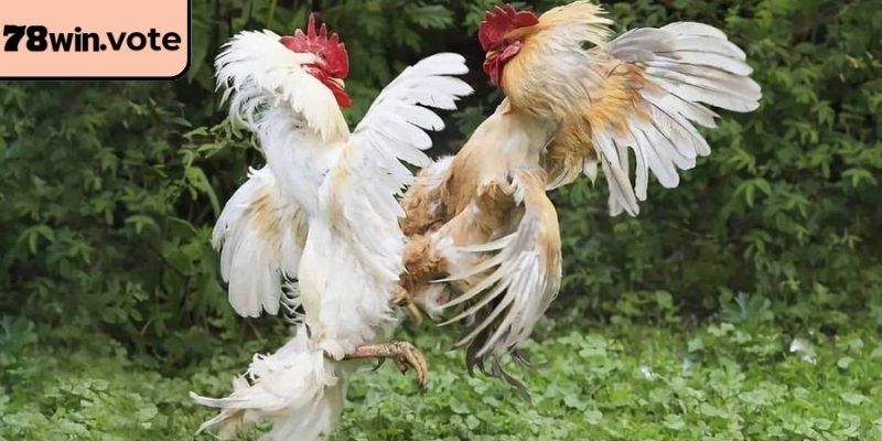 Chiến kê tung đòn hiểm hóc trên không trung