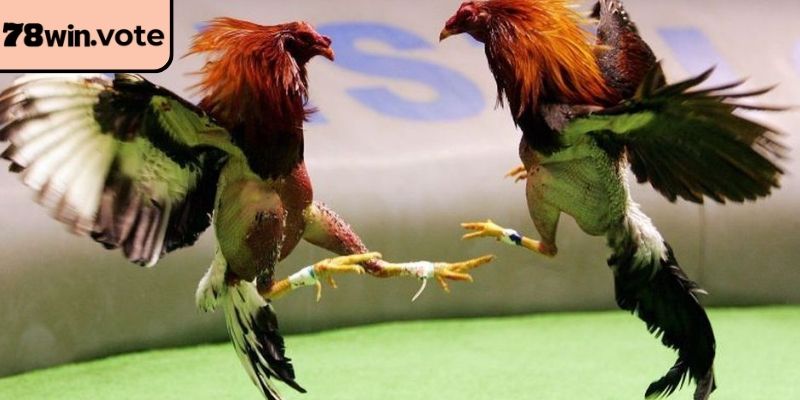 Chiến kê tung đòn hiểm hóc trên sân đấu 