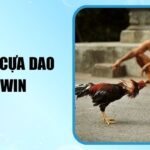 Đá Gà Cựa Dao 78win Sảnh Cược Đỉnh Cao Và Kịch Tính