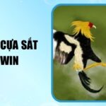 Đá Gà Cựa Sắt 78win Những Khoảnh Khắc Đối Đầu Nghẹt Thở