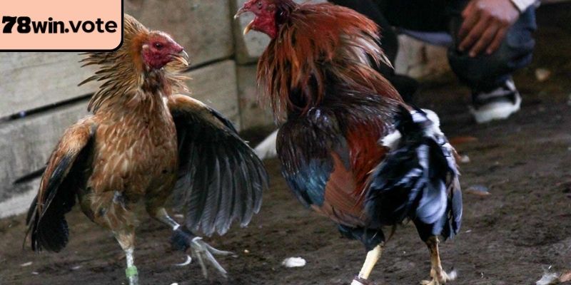Giao diện xem trực tiếp hiện đại của nhà cái