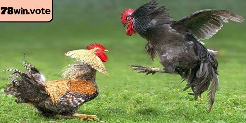 Khám phá cách phân định thắng thua trong trận đấu