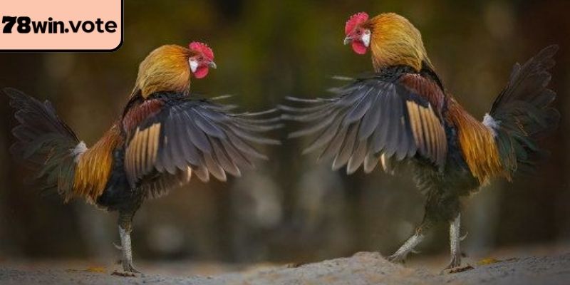 Kinh nghiệm soi kèo đá gà cựa sắt 78win hiệu quả