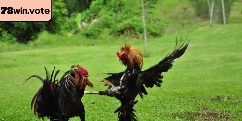 Kỹ thuật giao chiến đỉnh cao trong đá gà cựa sắt 78win