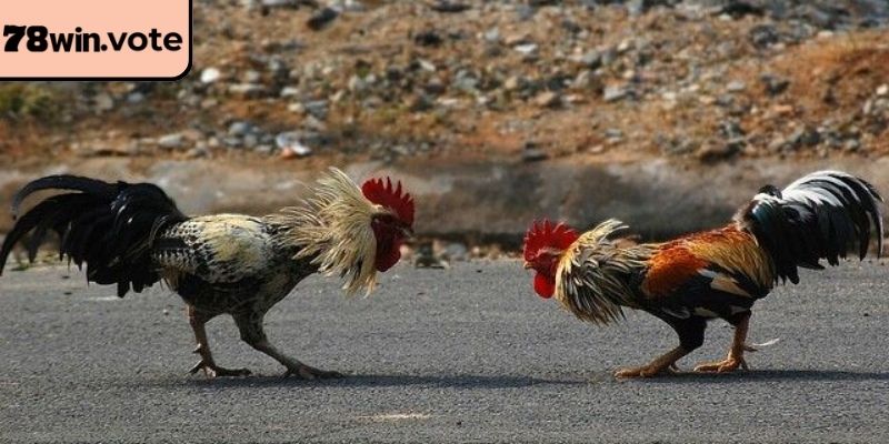 Tìm hiểu điểm đặc biệt của đá gà cựa dao 78win