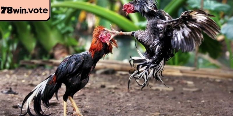 Trải nghiệm hình ảnh đá gà 4k 78win cực kỳ sắc nét